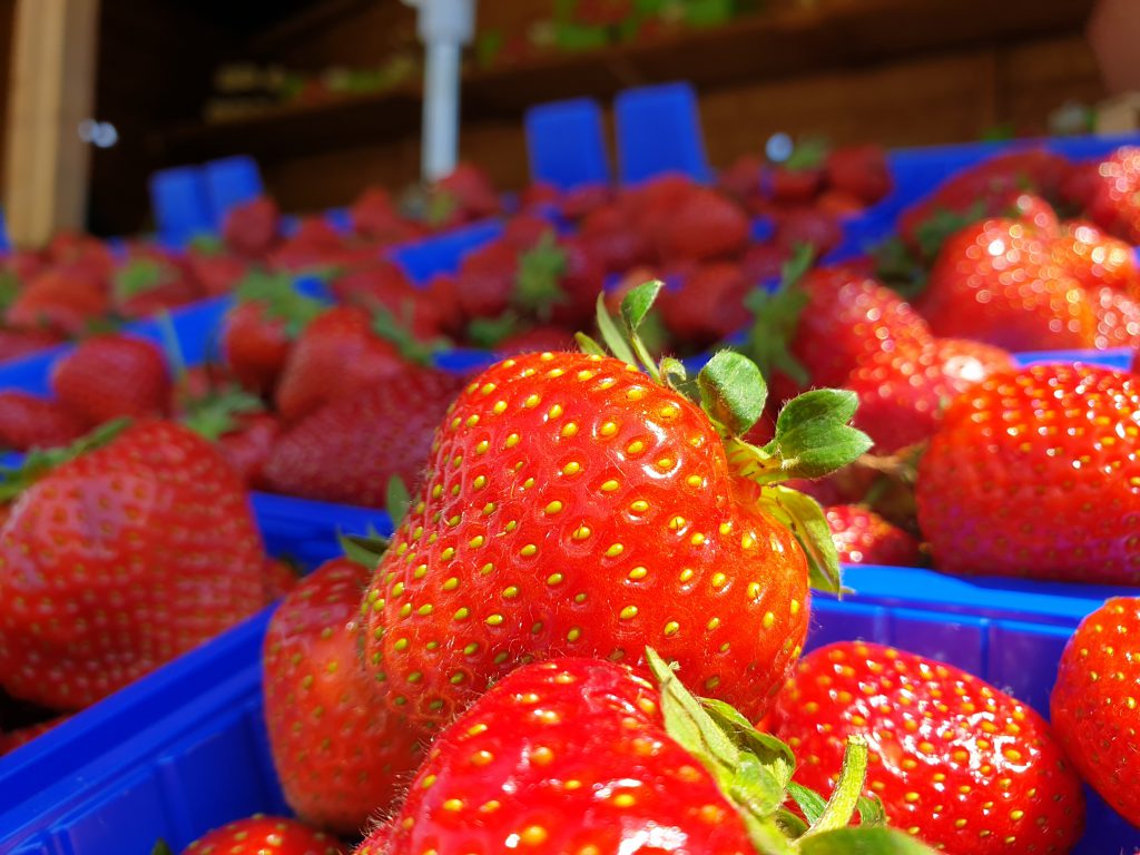 Erdbeeren - Bauernhof-Meinsma